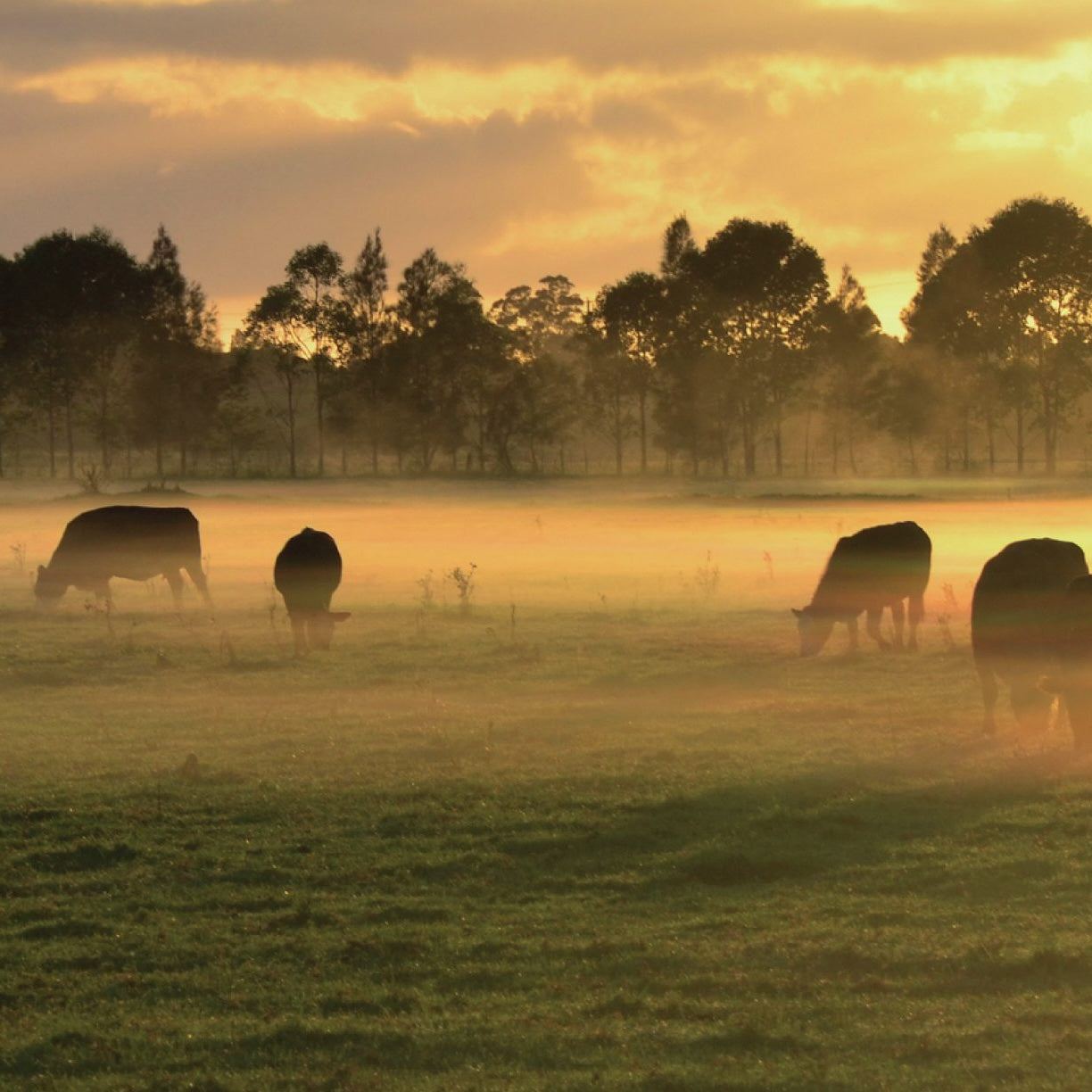 cows grazing