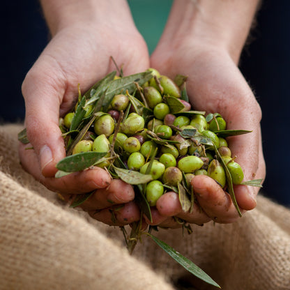 hands holding fresh olives by kalios